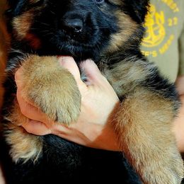 German Shepherd Puppies from Ewig Krieger Kennels