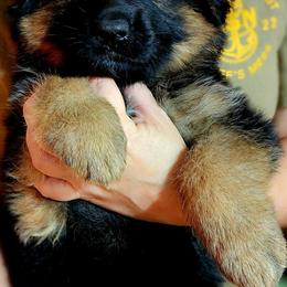 German Shepherd Puppies from Ewig Krieger Kennels