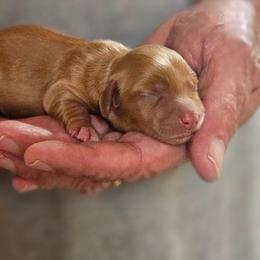 Red female - Red female Dachshund puppy in Trade, Tennessee from TN Miniature Dachshunds & Basset Hounds