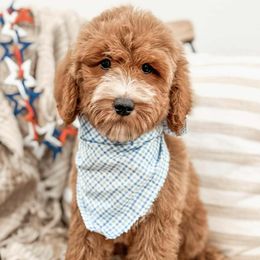 Skipper - Red  male Goldendoodle puppy in Iola, Texas from Supreme Doodles of Texas