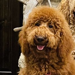 Chloe  - Goldendoodle