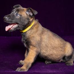 Yellow - Fawn sable female Belgian Malinois puppy in Ellerbe, North Carolina from Grand Prix Kennel
