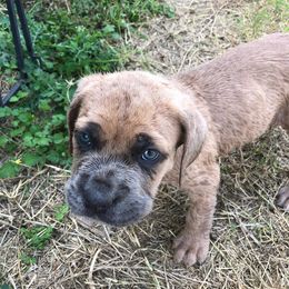 Cane Corso Puppies from MTZ Cane Corso