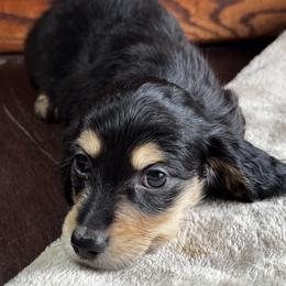 Boy 4 - male Dachshund puppy in Fieldbrook, California from Honeydox Miniature Dachshunds