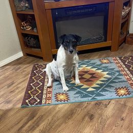 Blazi - Parson Russell Terrier
