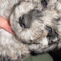 Skylar - Goldendoodle