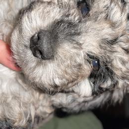 Skylar - Goldendoodle