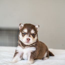 Stormy - Red and white male Pomsky puppy in San Mateo, California from The Pomsky Garden