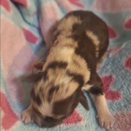 COOKIE DOUGH - Red merle female Australian Shepherd puppy in Salem, Arkansas from Patchwork Kennels