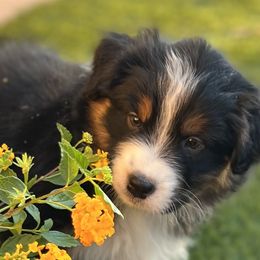 Australian Shepherd Puppies from Imagine Australian Shepherds