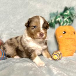 Cadbury - Red merle male Australian Shepherd puppy in Howardsville, Virginia from Spectacular Aussies and Cavaliers