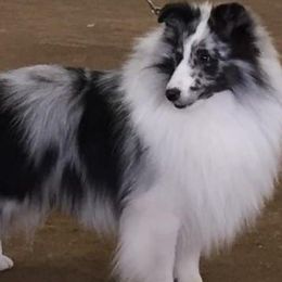 Shetland Sheepdogs from Abbeyglen Shelties