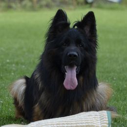 Maresh - German Shepherd