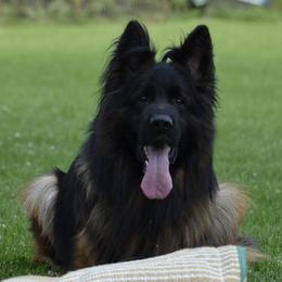 Maresh - German Shepherd