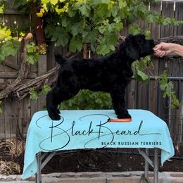 Black Russian Terrier Puppies from Black Beard Black Russian Terriers