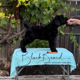 Black Russian Terrier Puppies from Black Beard Black Russian Terriers