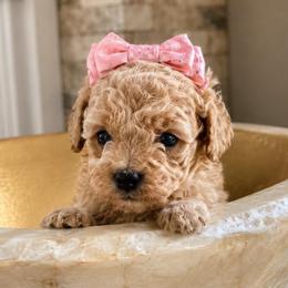 Tulip Duke - Apricot female Maltipoo puppy in Greenville, North Carolina from ENC Goldendoodles