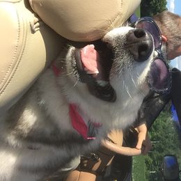 Alaskan Malamute All Grown Up from Tarnish Malamutes