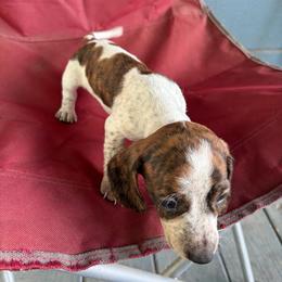 Venti - Piebald male Dachshund puppy in Conroe, Texas from Dots Dachshunds