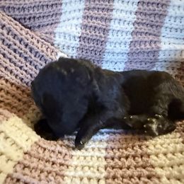 Lucy - Black female Mudi puppy in Central, South Carolina from Ewenique Kennels