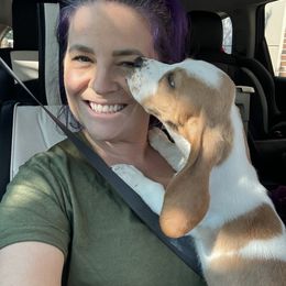 Basset Hound Puppies from Breeze Basset Hounds