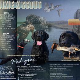 Labrador Retriever puppies from Dixie Creek Retrievers