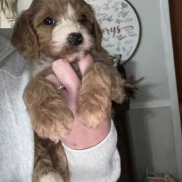 Cavapoo and Cockapoo Puppies from The Barkery