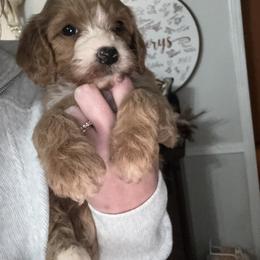 Cavapoo and Cockapoo Puppies from The Barkery