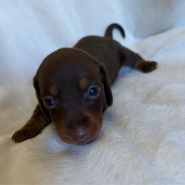 Small chocolate and tan female - Chocolate and tan female Dachshund puppy in Valley Springs, California from Robin’s Dachshunds