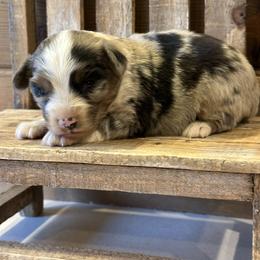 BMF - Blue merle female Toy Australian Shepherd puppy in Lexington, Nebraska from Osborne's Aussies
