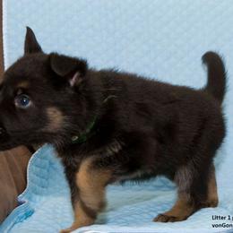 German Shepherd Puppies from Von Gonta Haus German Shepherds