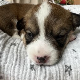Violet- Sable Female - Sable and white female American Corgi puppy in Chippewa Falls, Wisconsin from Dazie Lou’s Corgis