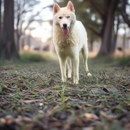 Hazel - Siberian Husky
