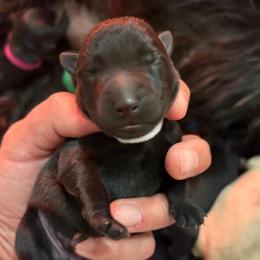 Liam - Black male Scottish Terrier puppy in Stanford, Kentucky from Bluegrass Scottish Terriers
