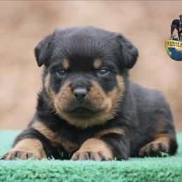 Paceo - Black and mahogany male Rottweiler puppy in Uniontown, Alabama from CedarBluff Rottweilers