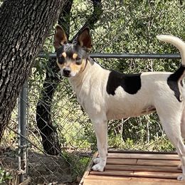 Reese - Rat Terrier