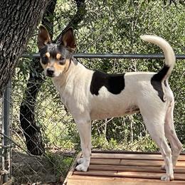 Reese - Rat Terrier