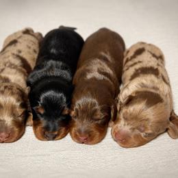 Chocolate Dapple Boy 1 - Dapple male Dachshund puppy in North Port, Florida from Jessica Louise Dachshunds