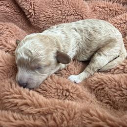 Lyle - Apricot male Cavapoo puppy in Spanish Fork, Utah from Hamann's Cavapoo Puppies