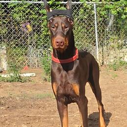 Elvis - Red and rust male Doberman Pinscher puppy in Houston, Texas from Draggin Dobermans & Great Danes