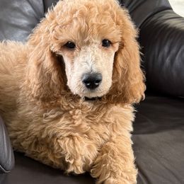 Orange Boy - Goldendoodle puppy from Poodles of New Orleans