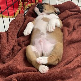 Boxer Puppies from Martinez Boxers of Central Florida