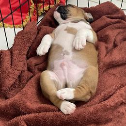 Boxer Puppies from Martinez Boxers of Central Florida