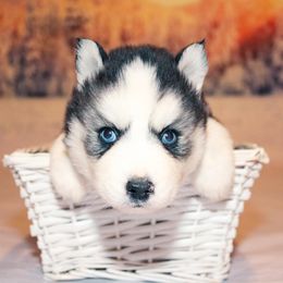 Siberian Husky Puppies from Southern Snow Dogs
