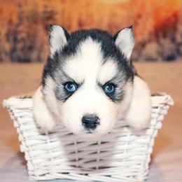 Siberian Husky Puppies from Southern Snow Dogs
