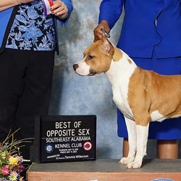 Champion Ouija - American Staffordshire Terrier