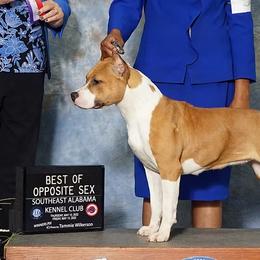 Champion Ouija - American Staffordshire Terrier