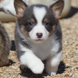 American Corgi, French Bulldog, and Pembroke Welsh Corgi Puppies from Moonstone Corgis & Frenchies