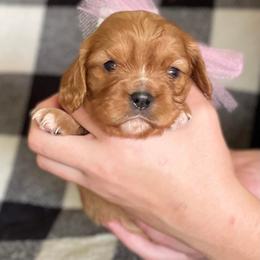 Cavalier King Charles Spaniel Puppies from Strawberry Hill Cavaliers