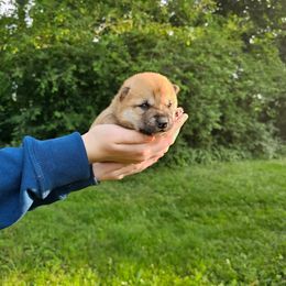 Churro - Red male Shiba Inu puppy in Carpentersville, Illinois from Veronika's Shiba Inus